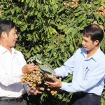 KÔNG CHRO QUAN TÂM PHÁT TRIỂN KINH TẾ TẬP THỂ