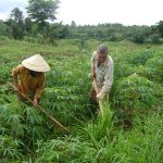 KINH TẾ NÔNG NGHIỆP ĐÓNG VAI TRÒ QUAN TRỌNG Ở KÔNG CHRO