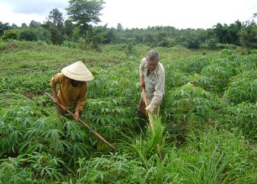 KINH TẾ NÔNG NGHIỆP ĐÓNG VAI TRÒ QUAN TRỌNG Ở KÔNG CHRO